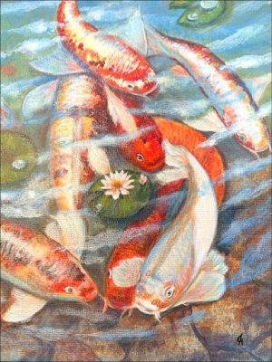 Koi